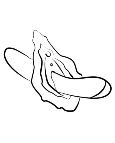 ROMP HYPE VIBRADOR PUNTO G MULTIFUNCION ROJO